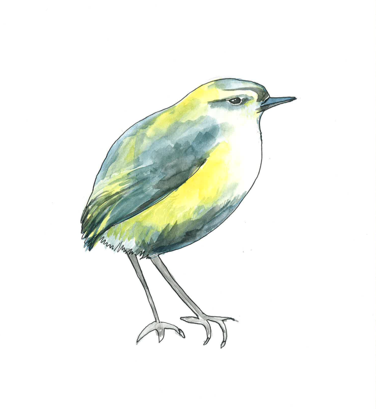 Team logo - Pīwauwau rock wren
