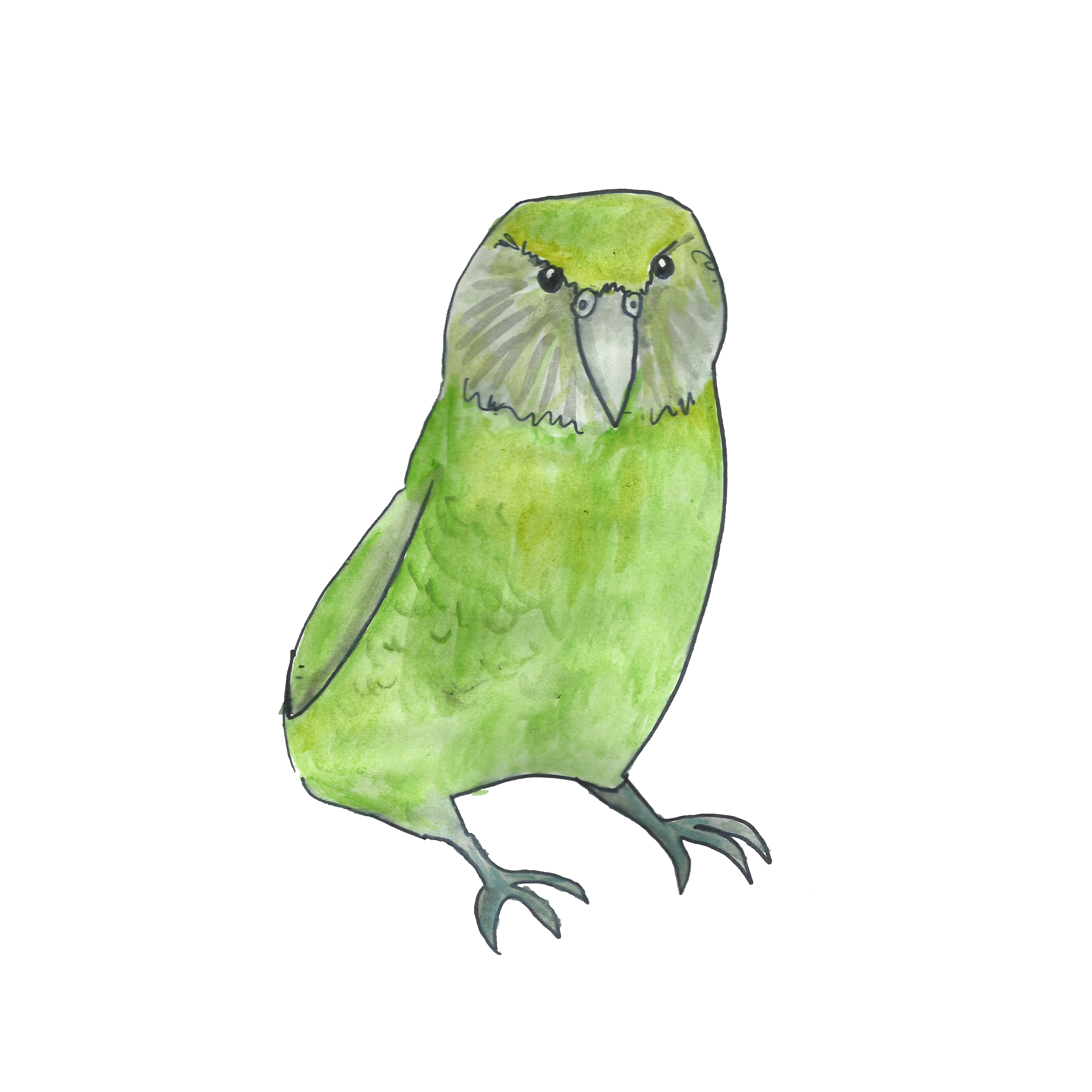 Team logo - Kākāpō