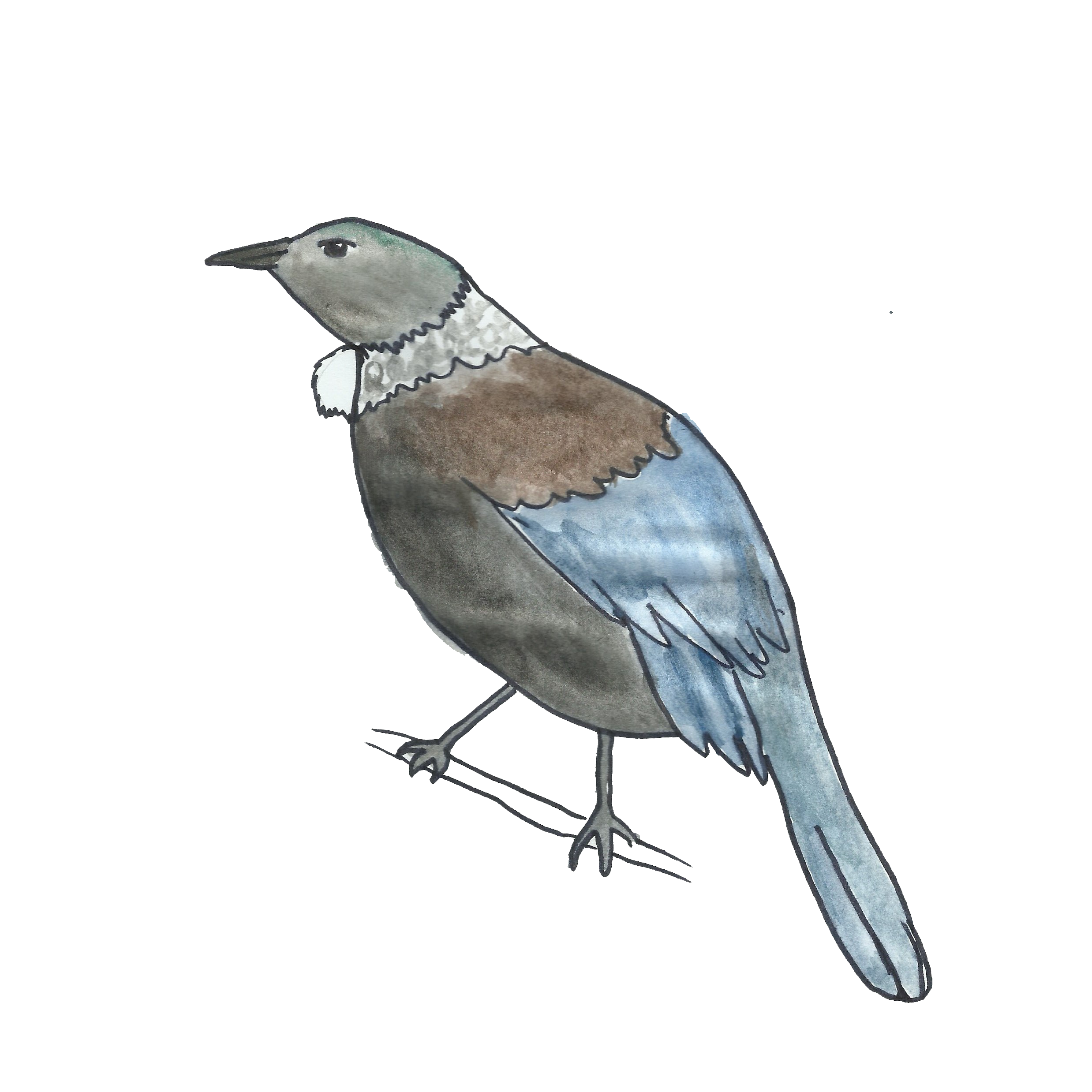 Team logo - Tūī